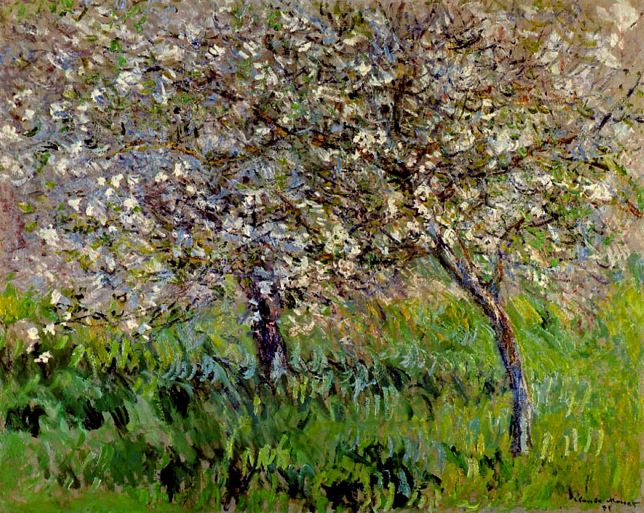 Apple Trees in Bloom at Giverny (1900) - Claude Monet Tablo
