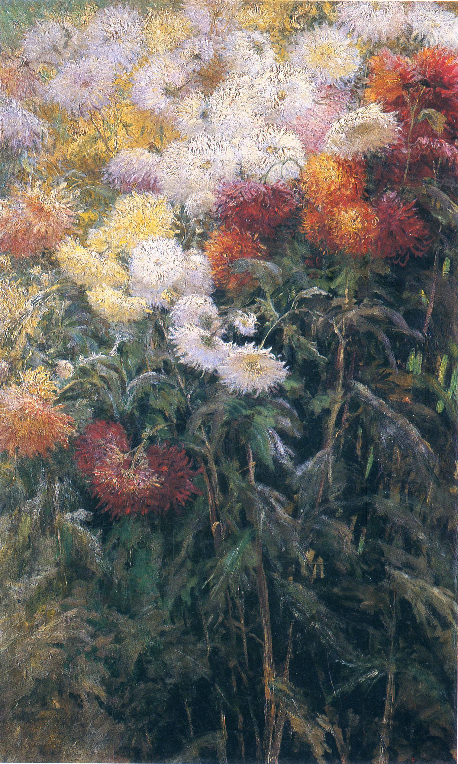 Clump of Chrysanthemums, Garden at Petit Gennevilliers (1890) - Gustave Caillebotte Tablo