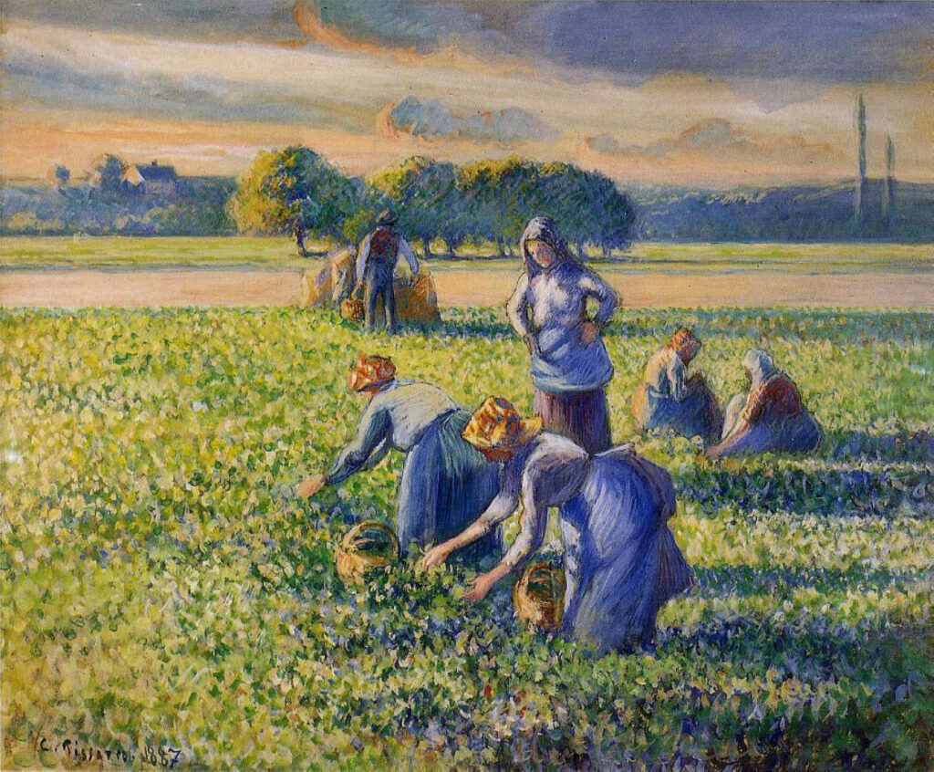 Picking Peas (1887) - Camille Pissarro Tablo