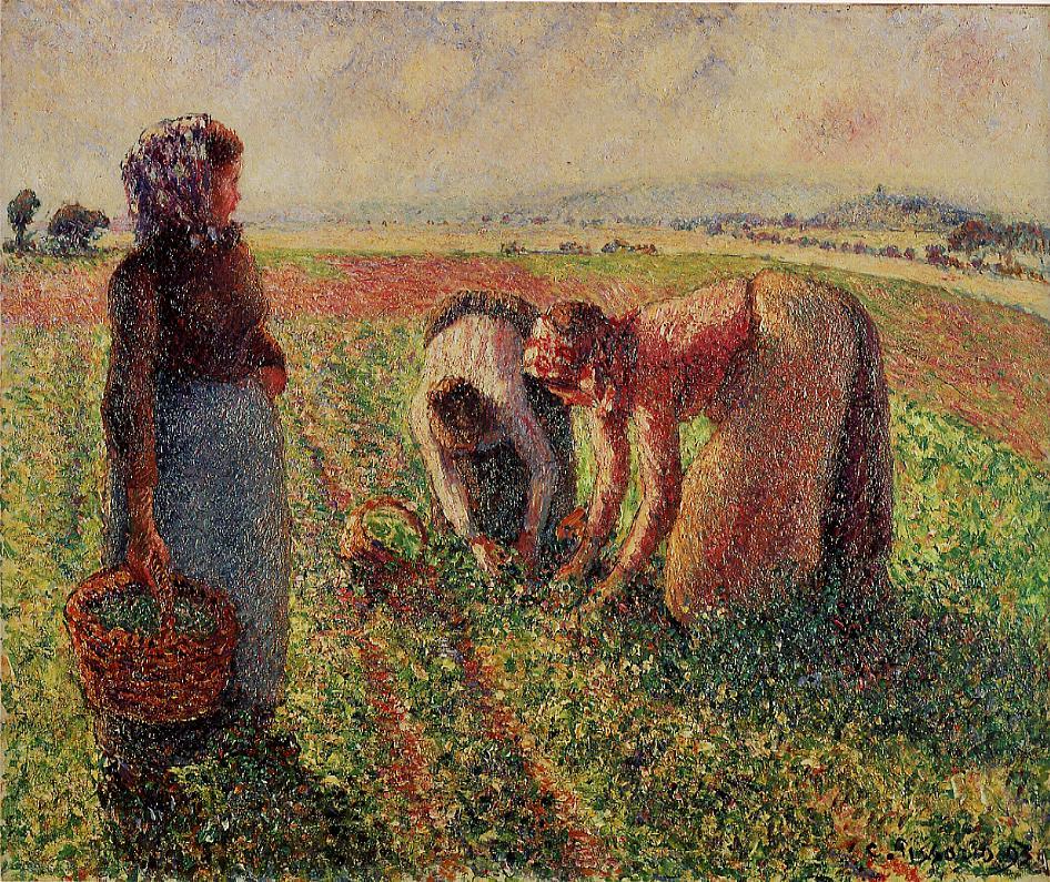 Picking Peas (1893) - Camille Pissarro Tablo