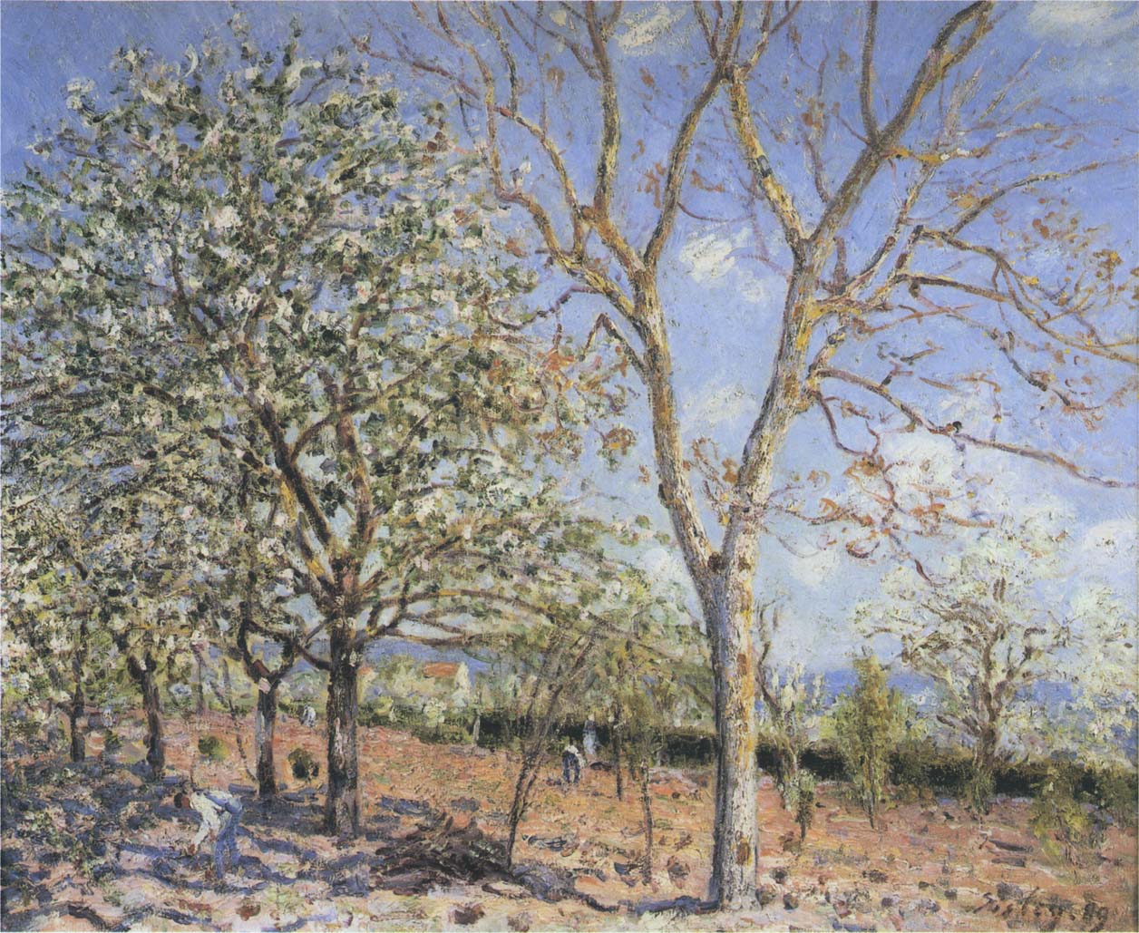 Trees in Bloom (1889) - Alfred Sisley Tablo