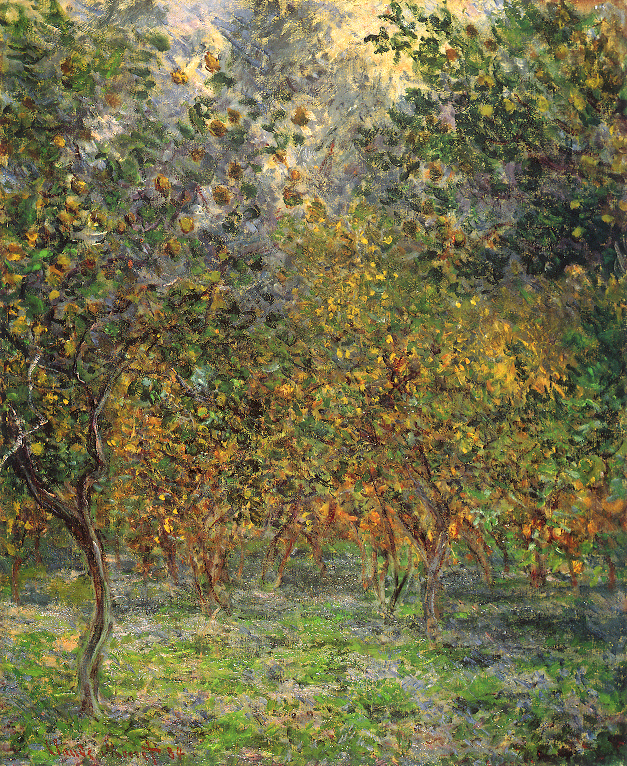 Under the Lemon Trees (1884) - Claude Monet Tablo