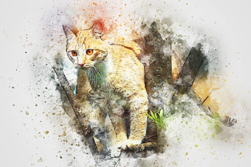 Bahçede Yürüyen Sarı Kedi Tablo