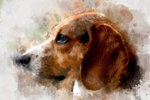 Beagle Köpeği Portresi Tablo