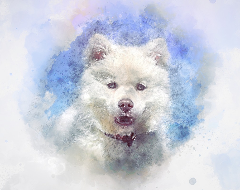 Beyaz Samoyed Köpeği Tablo