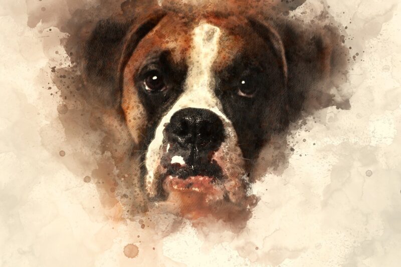 Boxer Köpek Portresi Tablo - kanvas ve cam tablo | Dekolata