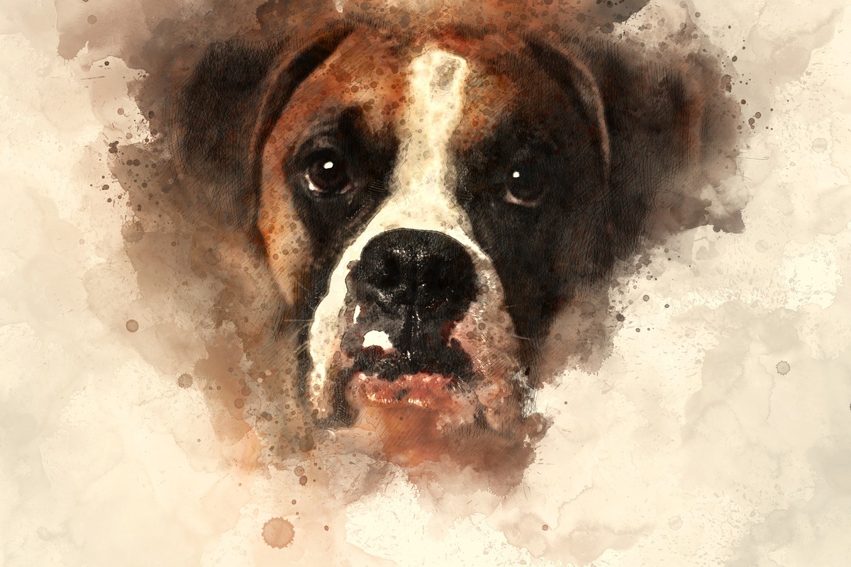 Boxer Köpek Portresi Tablo