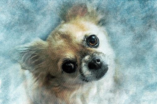 Chihuahua Portresi Mavi Fon Tablo