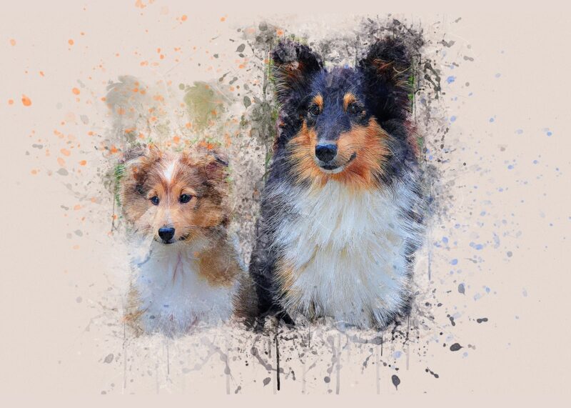 Collie Köpekleri Tablo - kanvas ve cam tablo | Dekolata