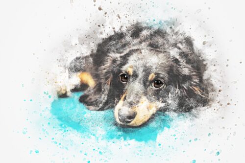 Gri Siyah Çoban Köpeği Yavrusu Tablo