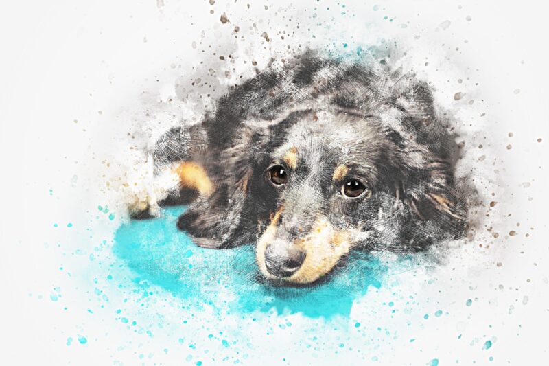 Gri Siyah Çoban Köpeği Yavrusu Tablo - kanvas ve cam tablo | Dekolata