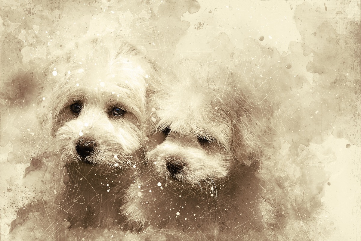 İki Beyaz Köpek Portresi Tablo
