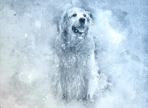 Karda Golden Retriever Tablo