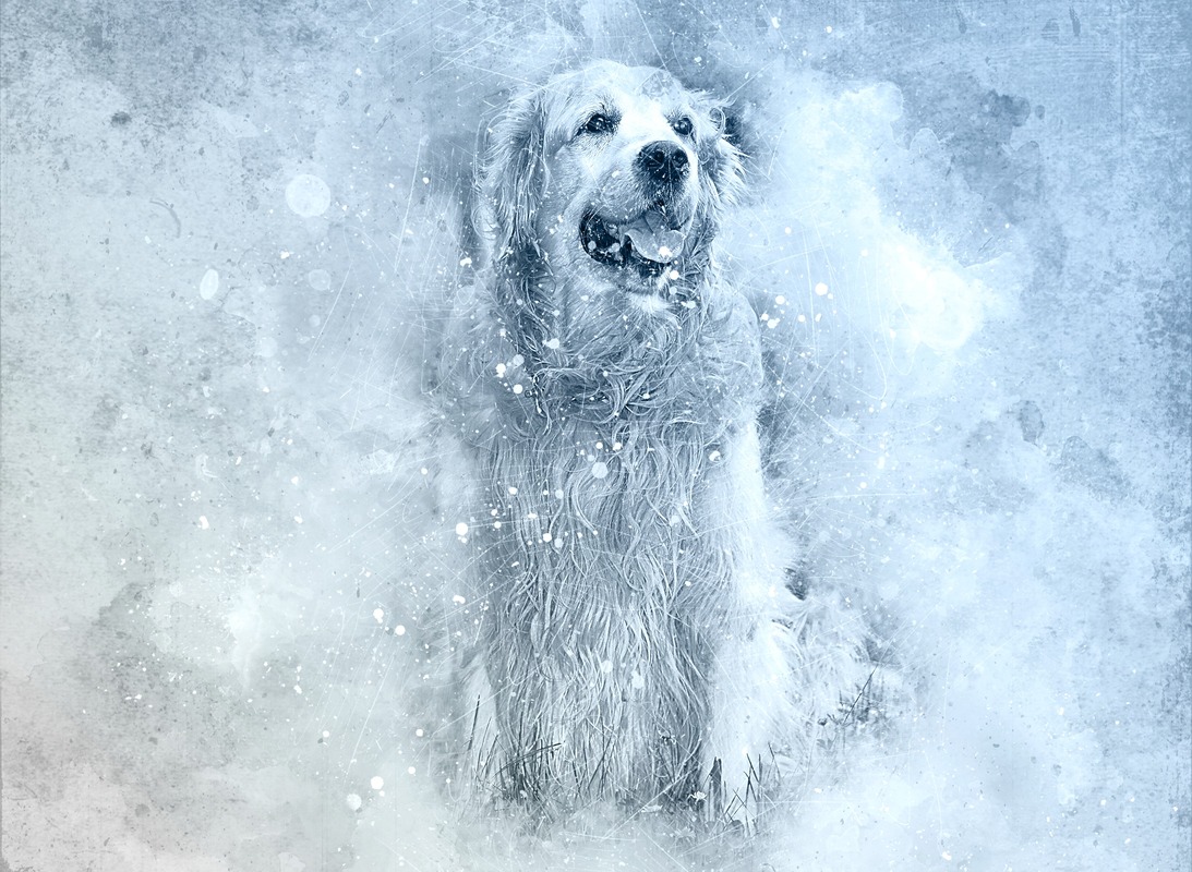 Karda Golden Retriever Tablo