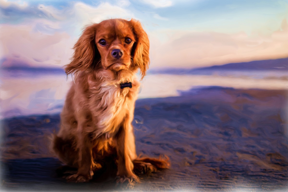 Kıyıda Oturan Cavalier Köpeği Tablo