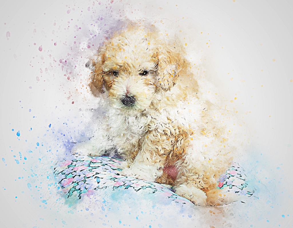 Krem Rengi Yavru Poodle Tablo