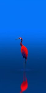 Mavi Fonda Kırmızı Flamingo Tablosu
