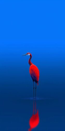Mavi Fonda Kırmızı Flamingo Tablo