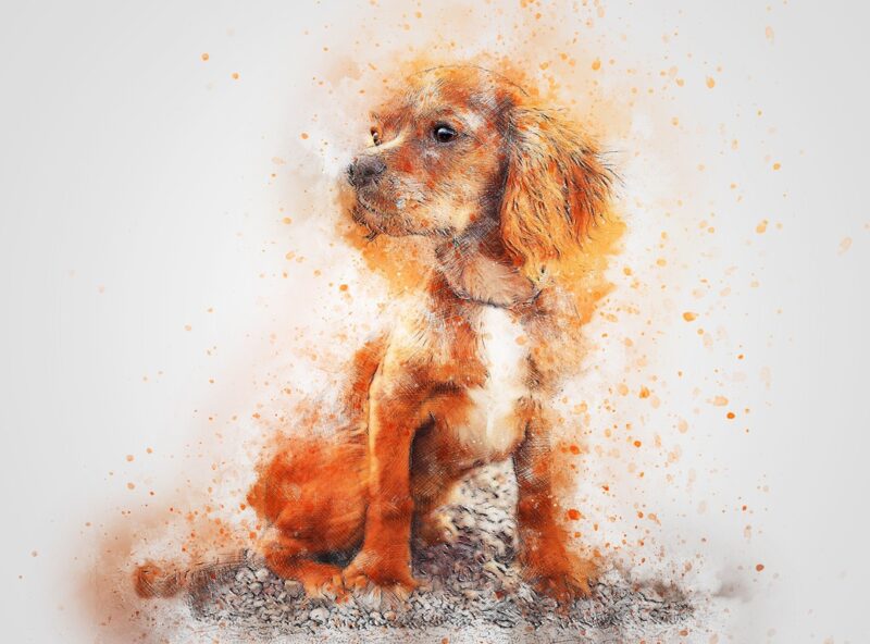 Oturan Turuncu Spaniel Tablo - kanvas ve cam tablo | Dekolata