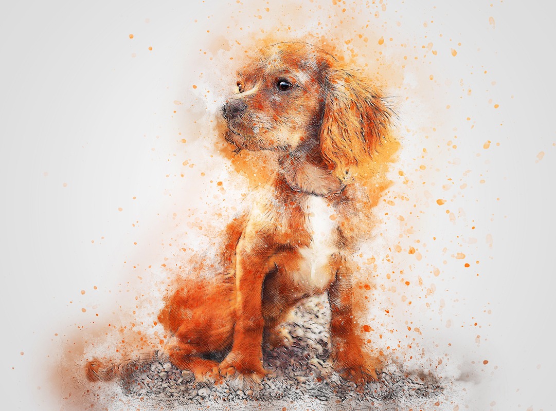 Oturan Turuncu Spaniel Tablo