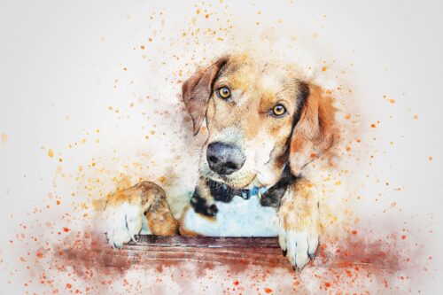 Pencerede Köpek Tablo