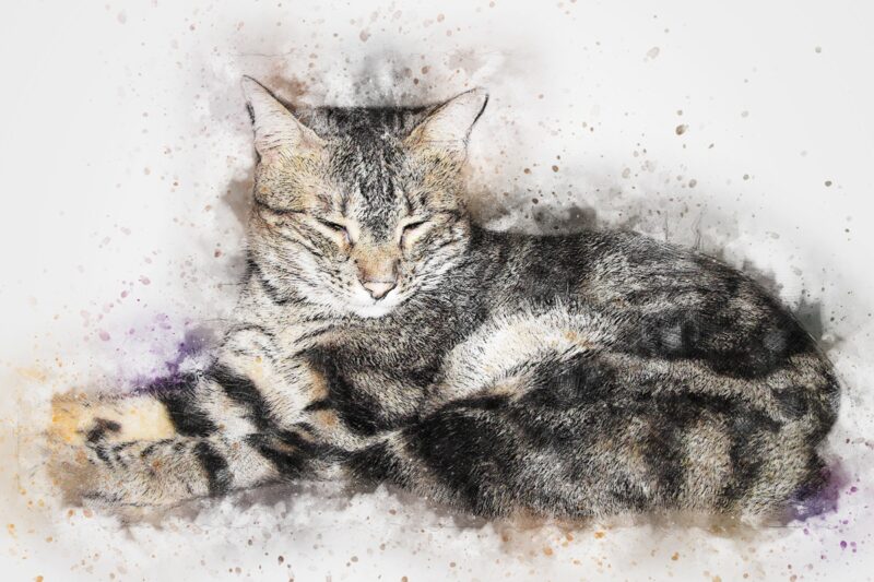 Rahat Yatan Tekir Kedi Tablo - kanvas ve cam tablo | Dekolata
