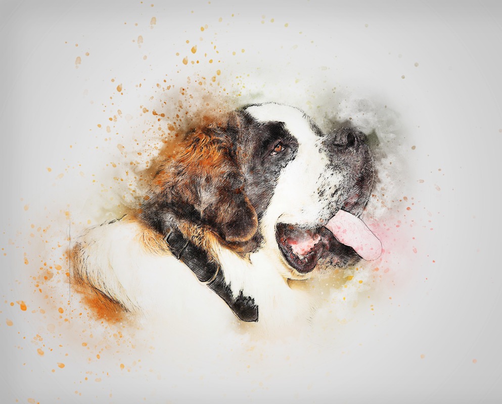 Saint Bernard Köpeği Tablo