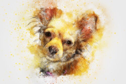 Sarı Chihuahua Portresi Tablo