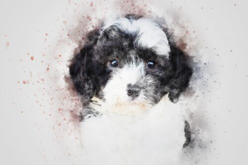 Siyah Beyaz Yavru Köpek Tablo