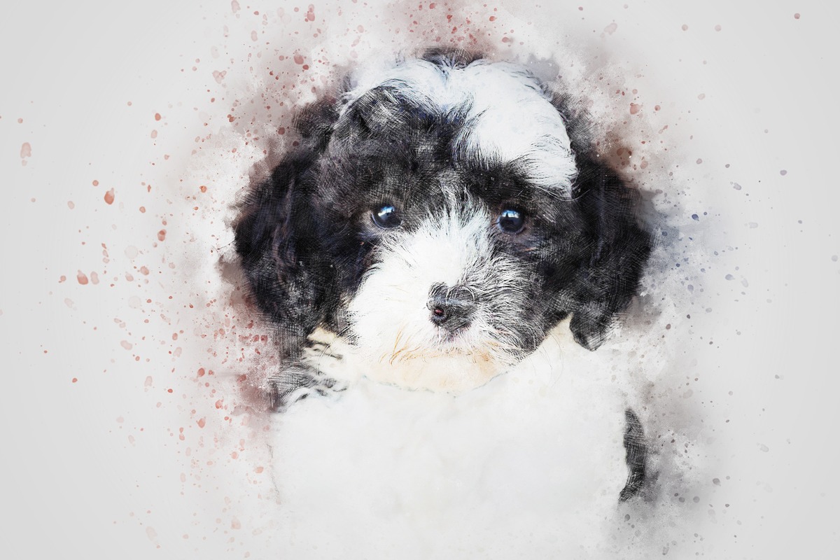 Siyah Beyaz Yavru Köpek Tablo