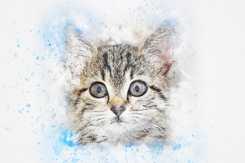 Tekir Yavru Kedi Portresi Tablo