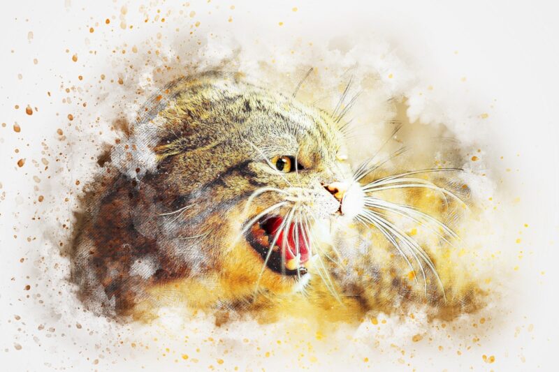 Tıslayan Tekir Kedi Tablo - kanvas ve cam tablo | Dekolata