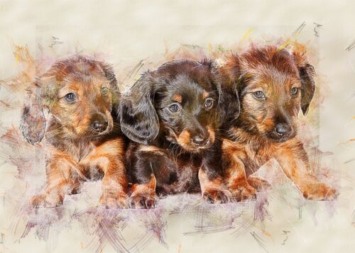 Üç Dachshund Yavrusu Tablo