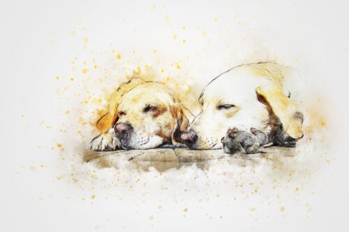 Uyuyan İki Labrador Tablo