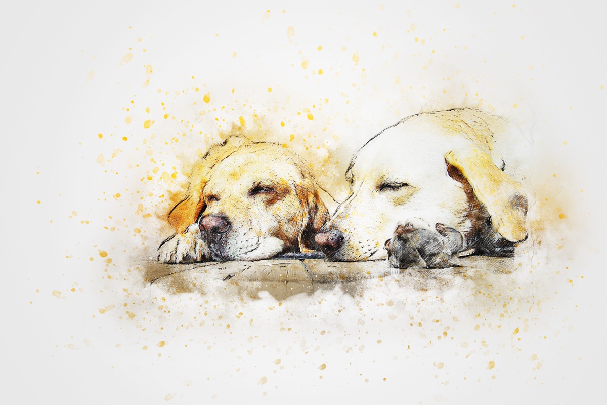 Uyuyan İki Labrador Tablo