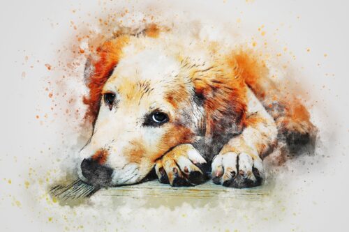 Yatan Golden Retriever Portresi Tablo