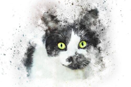 Yeşil Gözlü Siyah Beyaz Kedi Tablo