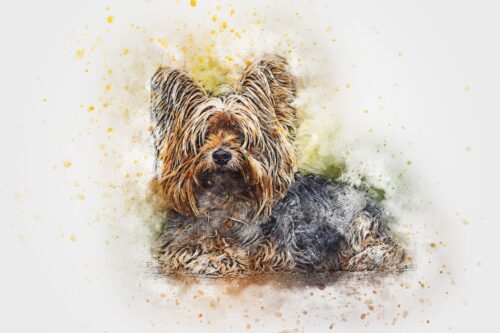 Yorkshire Terrier Suluboya Tablo