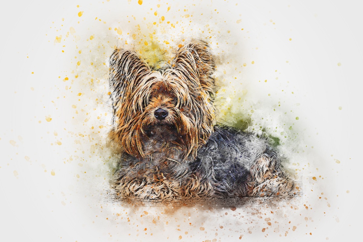 Yorkshire Terrier Suluboya Tablo