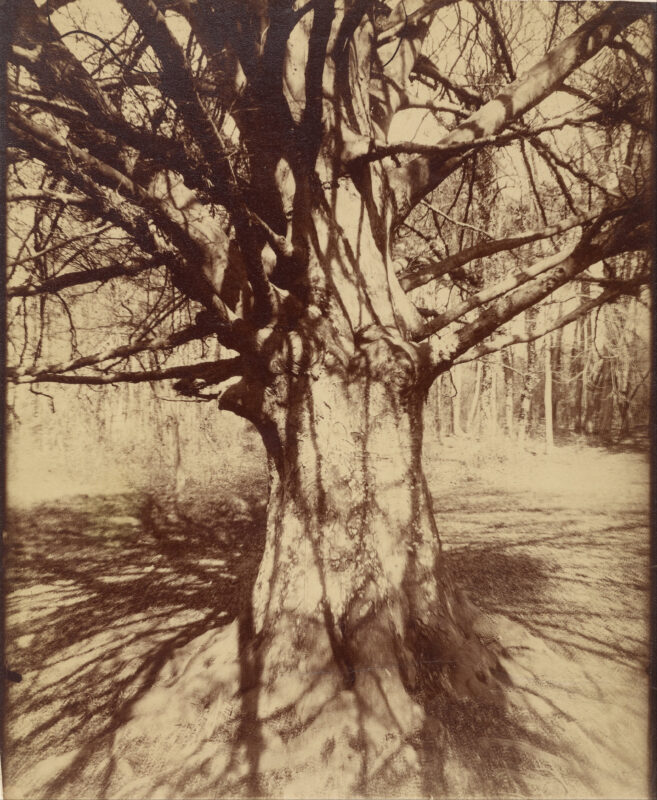 Beech Tree (1915) - Eugène Atget Tablo