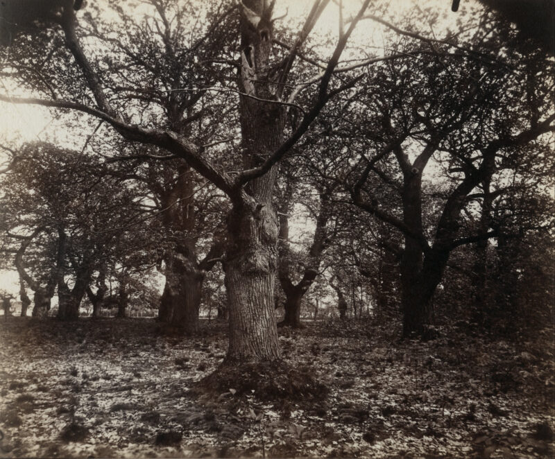 Châtaigniers - Eugène Atget Tablo