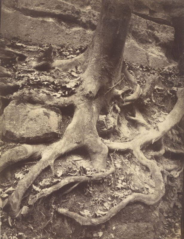 Tree Roots, Saint cloud (1920) - Eugène Atget Tablo