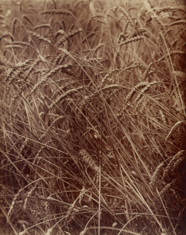 Wheat - Eugène Atget Tablo