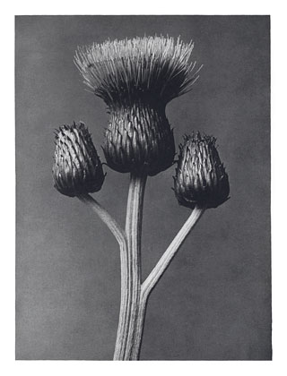Art Forms in Nature 100 (1928) - Karl Blossfeldt Tablo