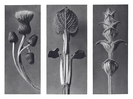 Art Forms in Nature 101 (1928) - Karl Blossfeldt Tablo