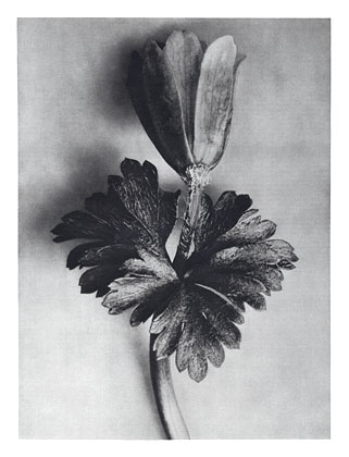 Art Forms in Nature 105 (1928) – Karl Blossfeldt Tablo
