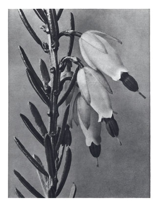 Art Forms in Nature 110 (1928) - Karl Blossfeldt Tablo