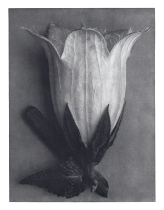 Art Forms in Nature 111 (1928) - Karl Blossfeldt Tablo