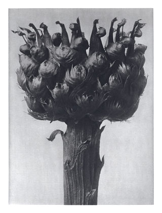 Art Forms in Nature 112 (1928) - Karl Blossfeldt Tablo