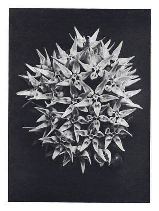 Art Forms in Nature 113 (1928) - Karl Blossfeldt Tablo